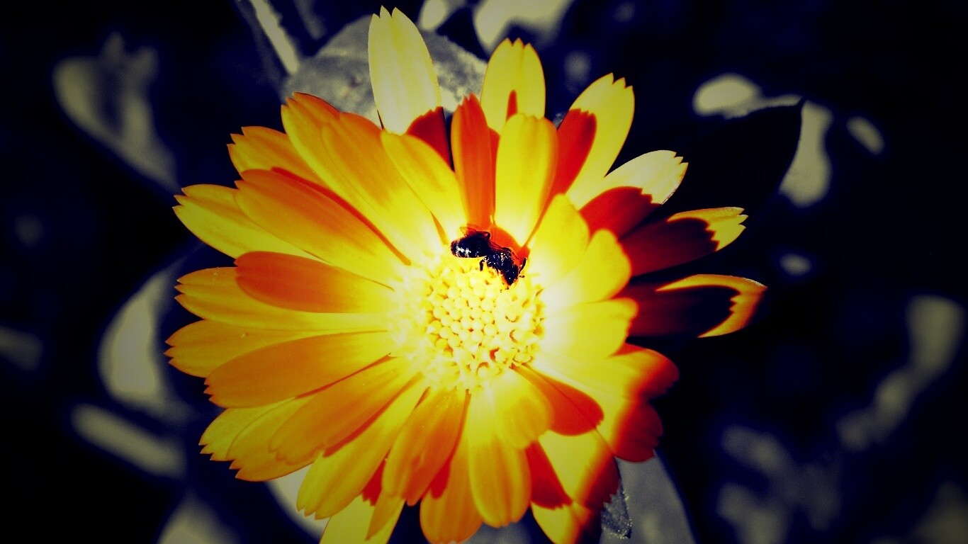 Оса на цветке обои