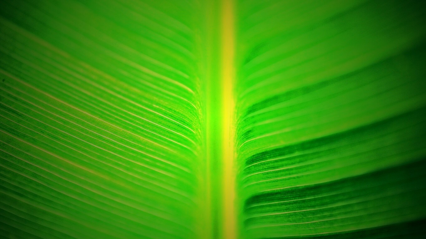 Макро фото листа обои