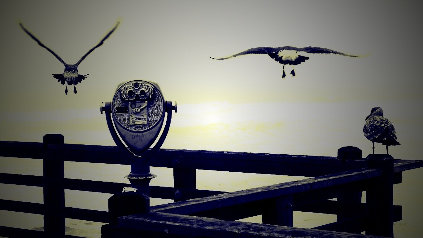 Чайки на перилах пирса обои