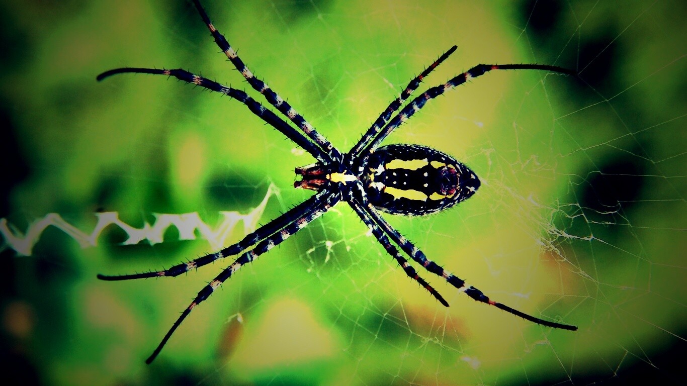 Огромный паук обои
