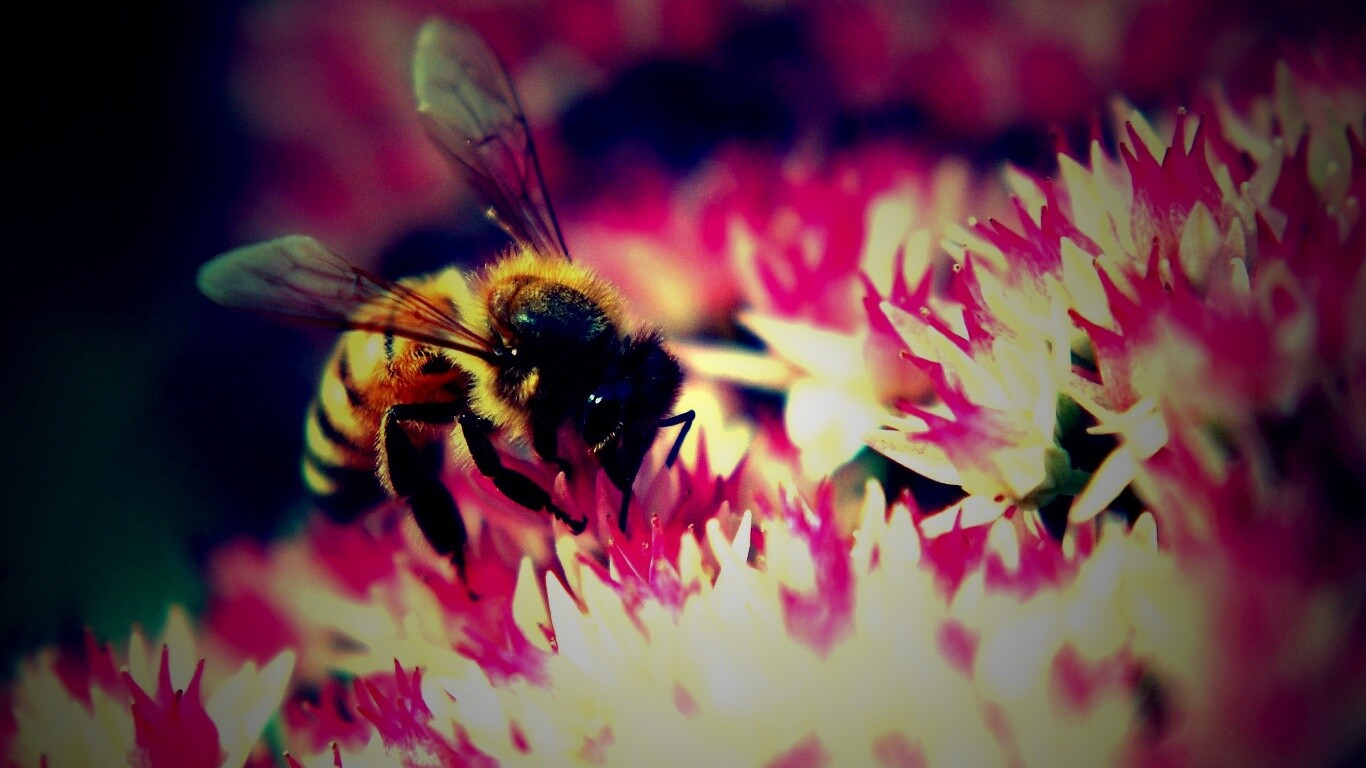 Пчела собирает пыльцу обои