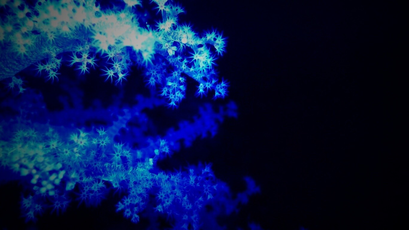 Кораллы обои