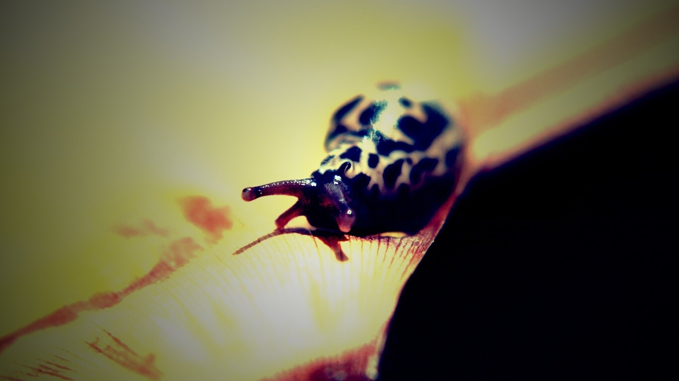 Ползущая улитка обои