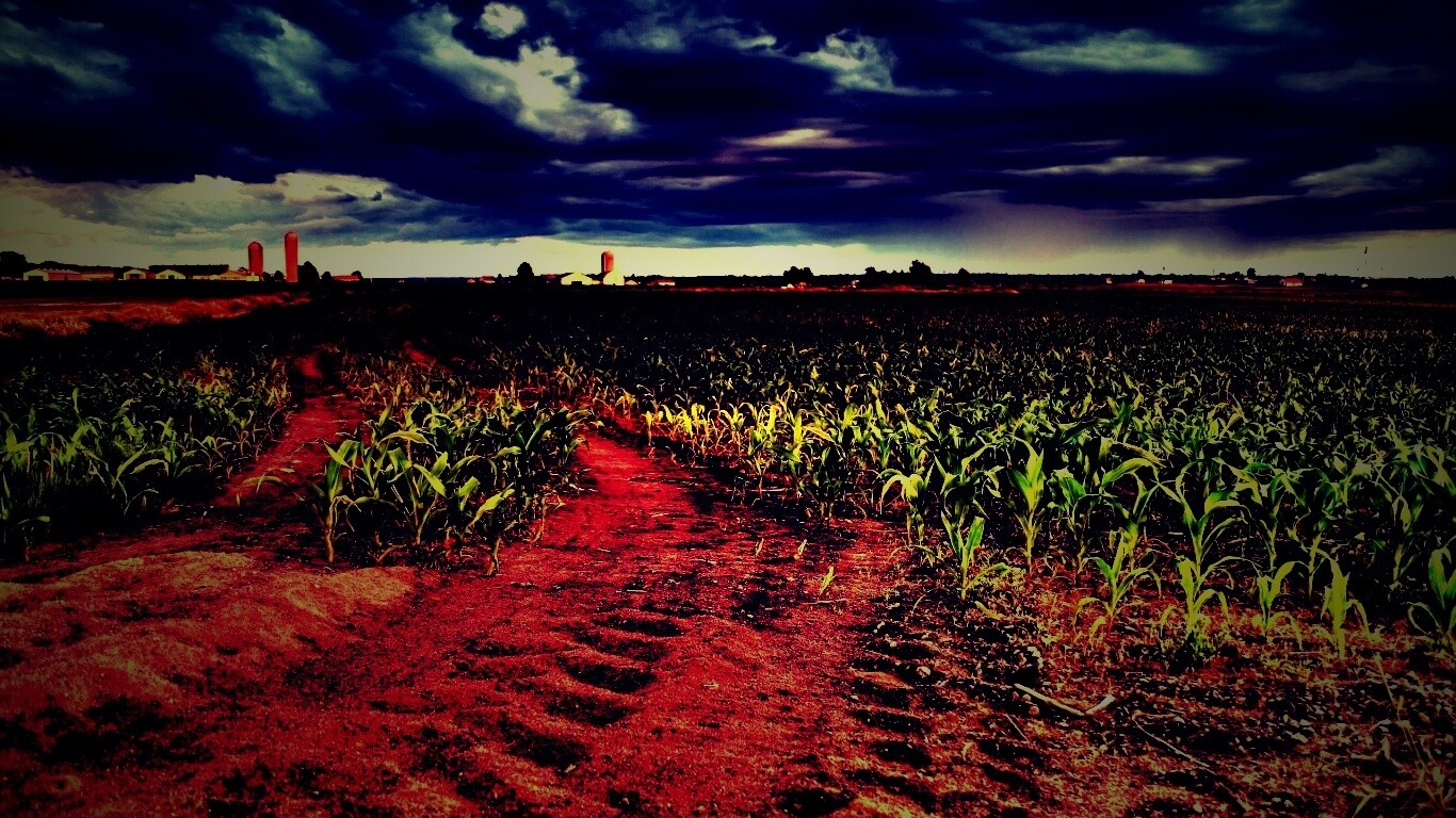 Кукурузное поле у фермы обои