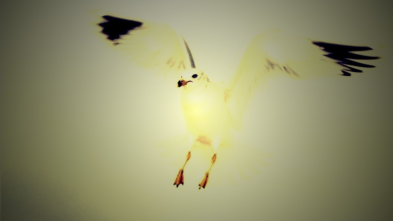 Гордая белая птица обои