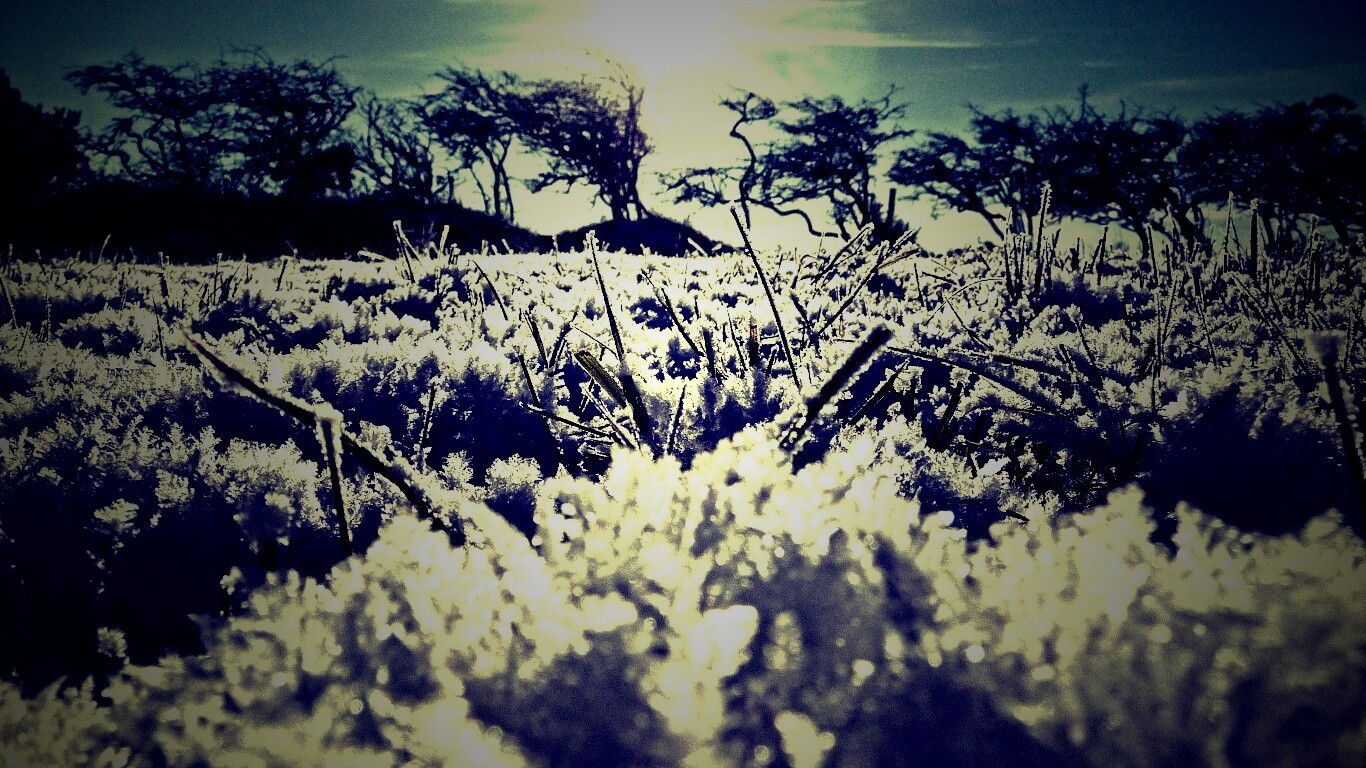 Утренний мороз обои