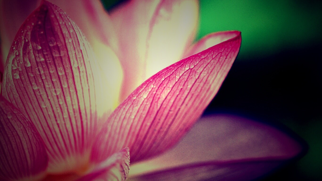 Лепестки цветов обои