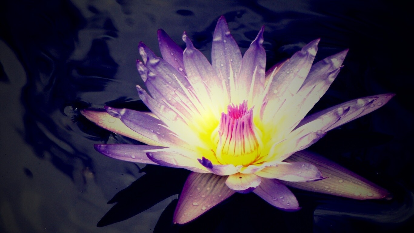 Водный цветок обои