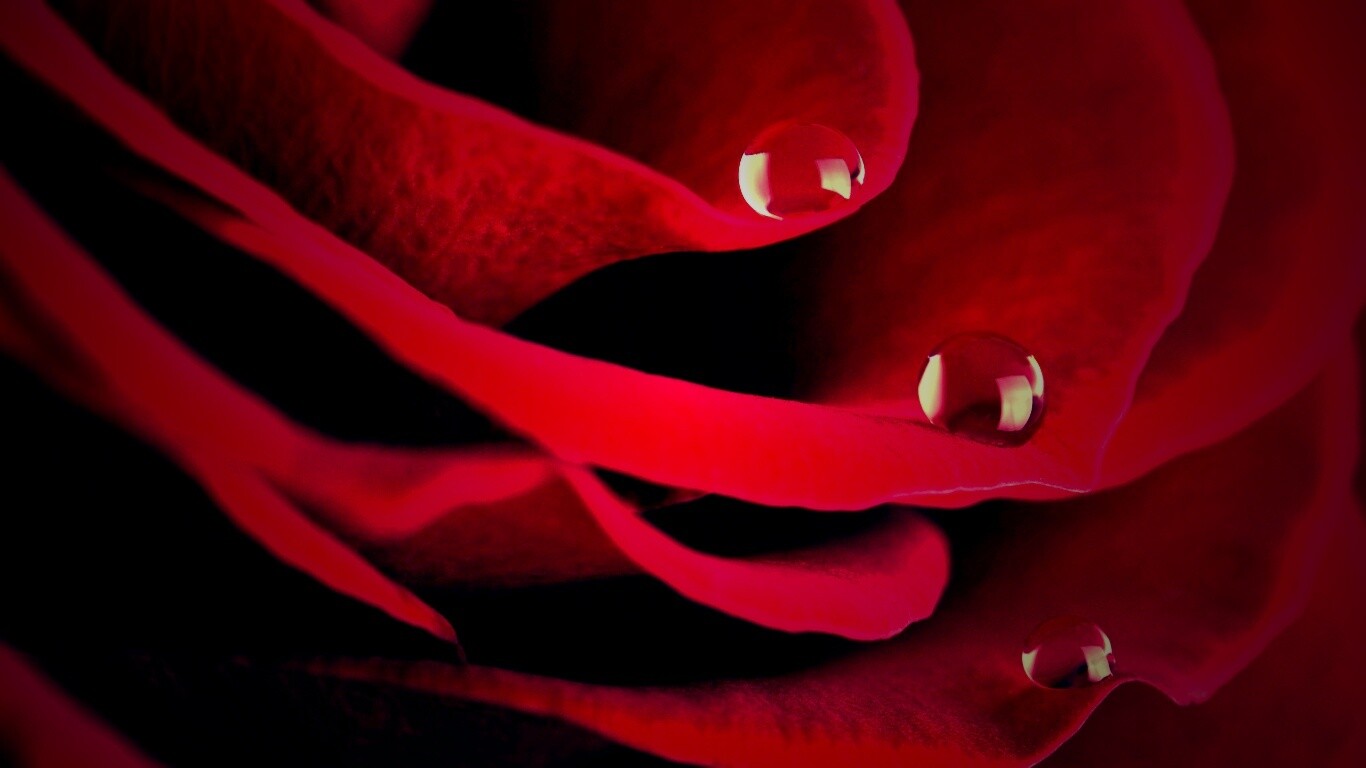 Капли росы на лепестках розы обои