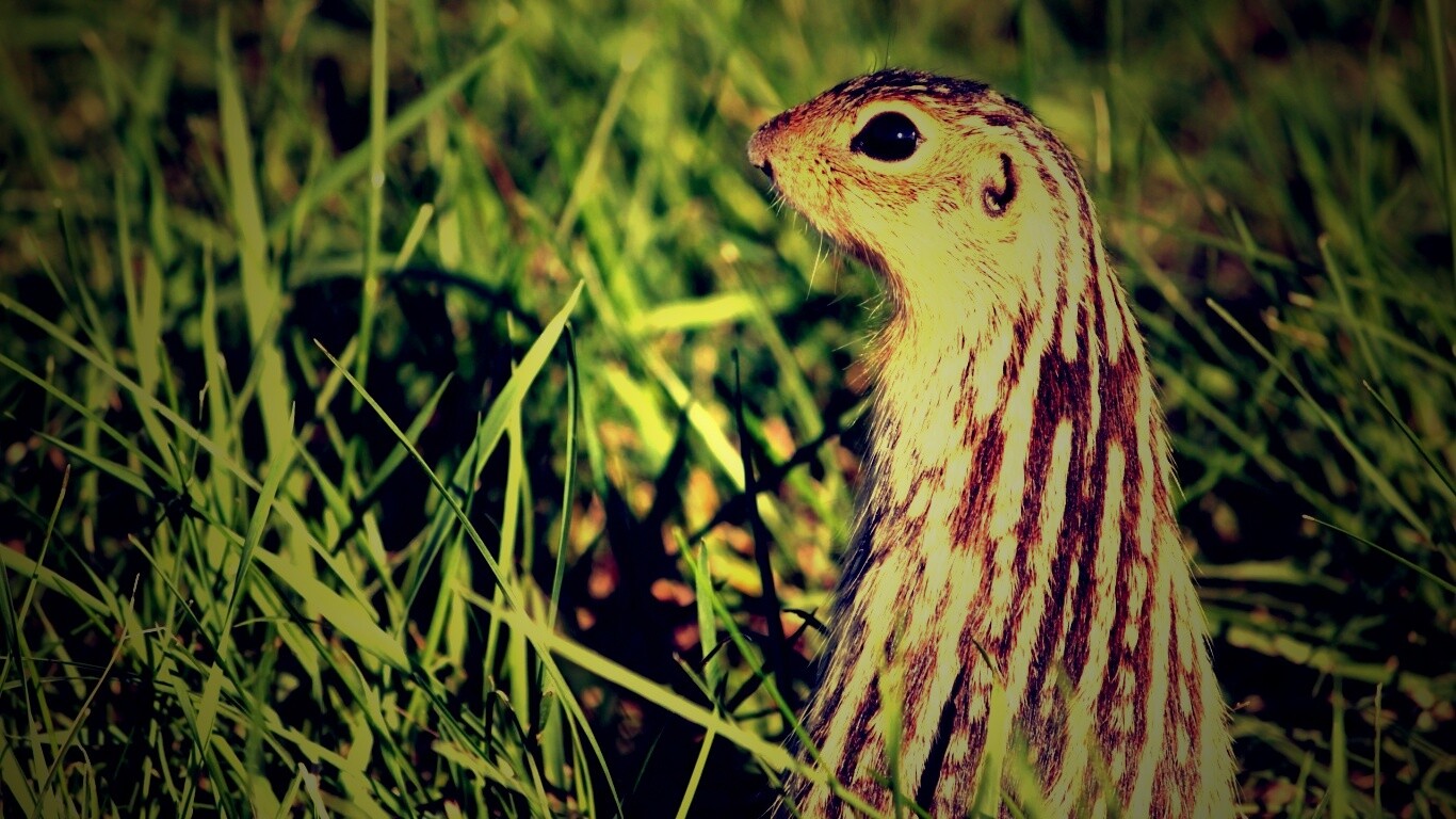 Сурок в стойке обои