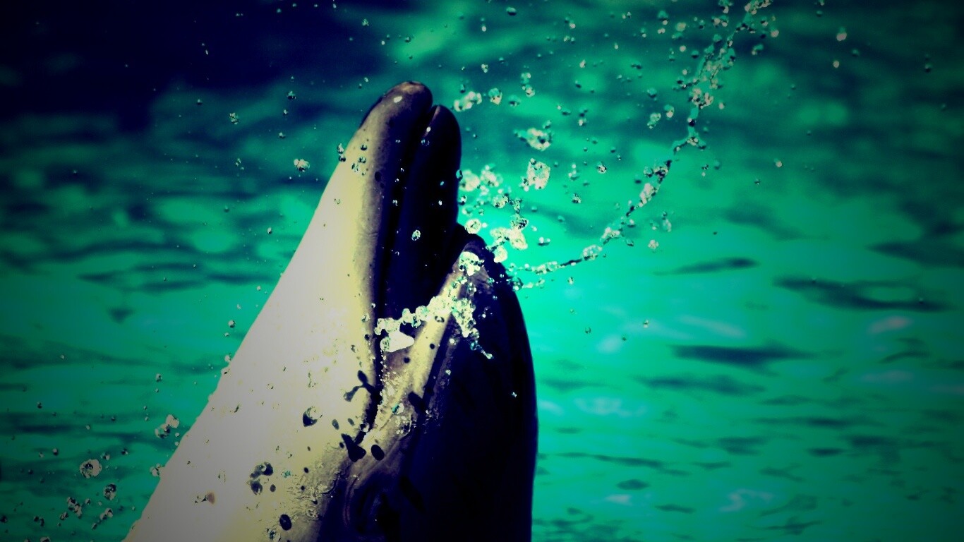 Дельфин обои