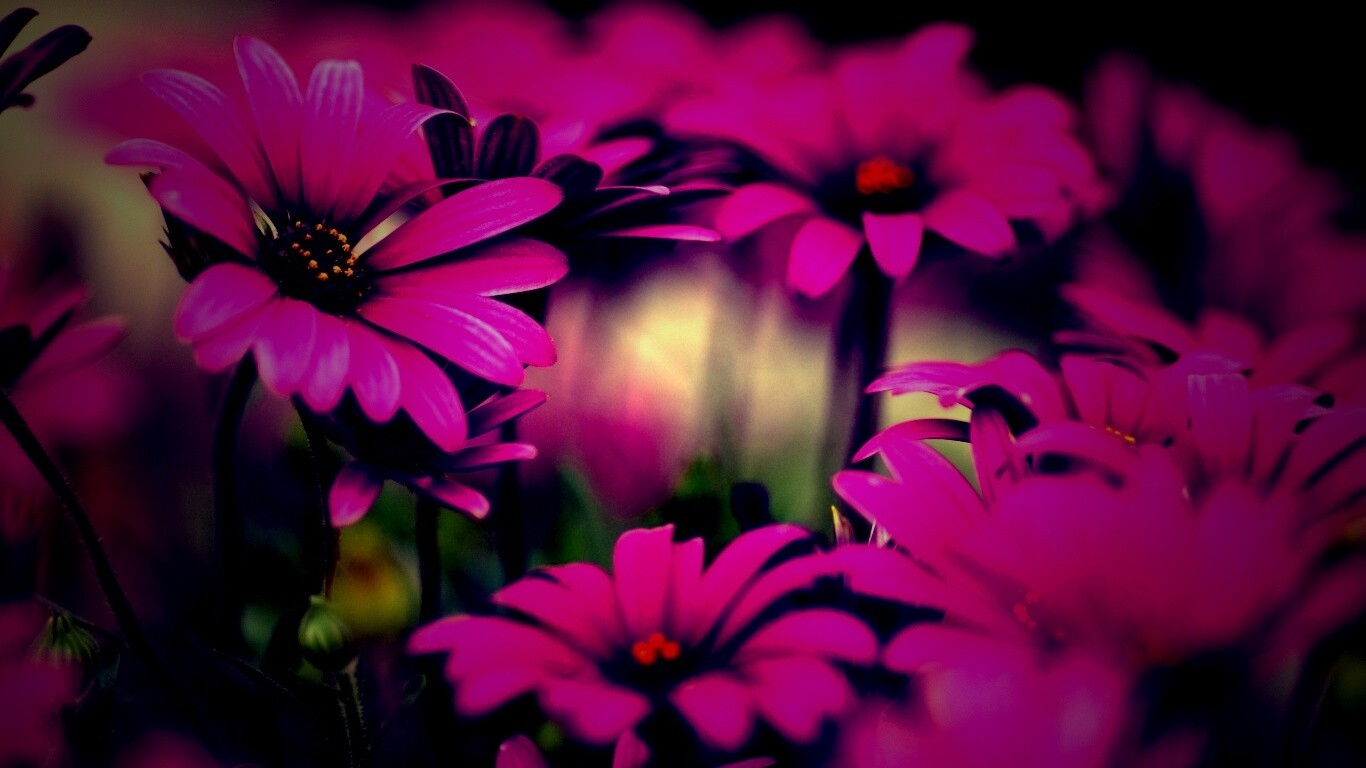 Яркие фиолетовые цветы обои