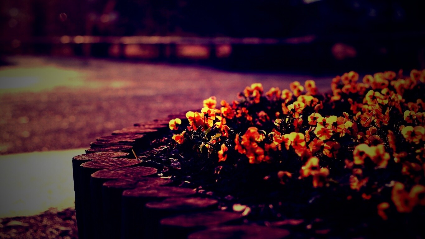 Красивая цветочная клумба обои