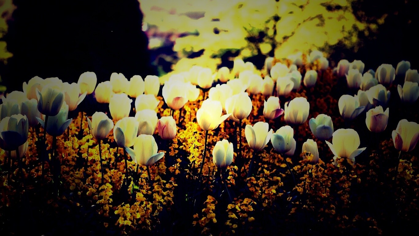 Белые тюльпаны обои