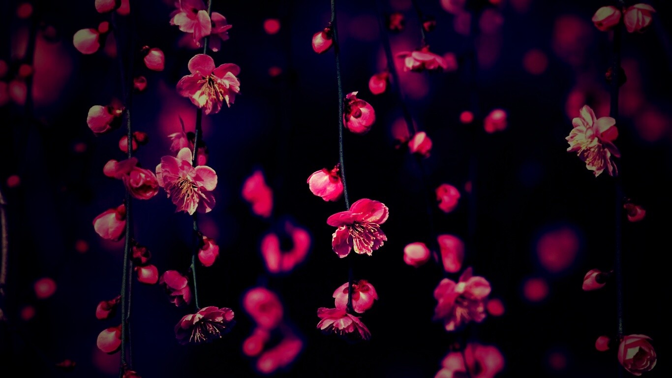 Веточки цветущего дерева обои