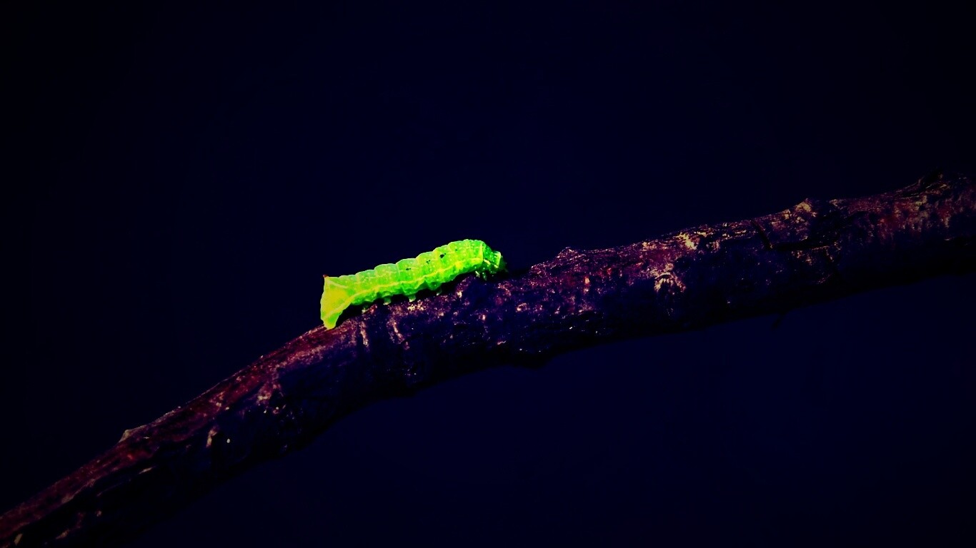 Гусеница на ветке обои