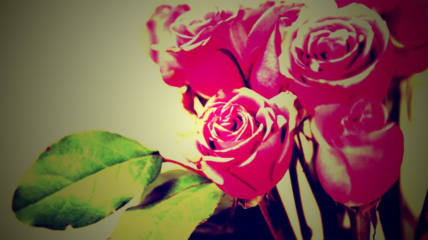 Букет розовых роз обои