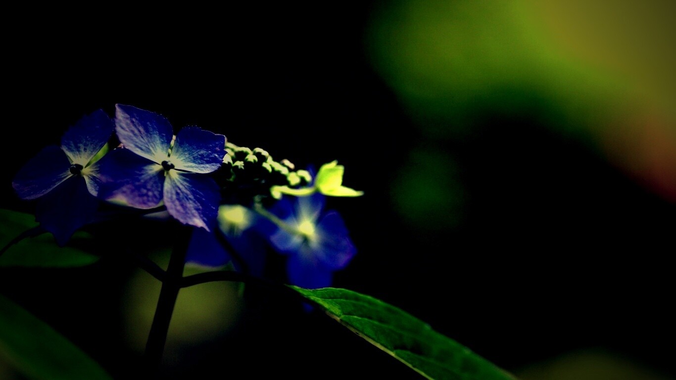 Нежно-синие цветы обои