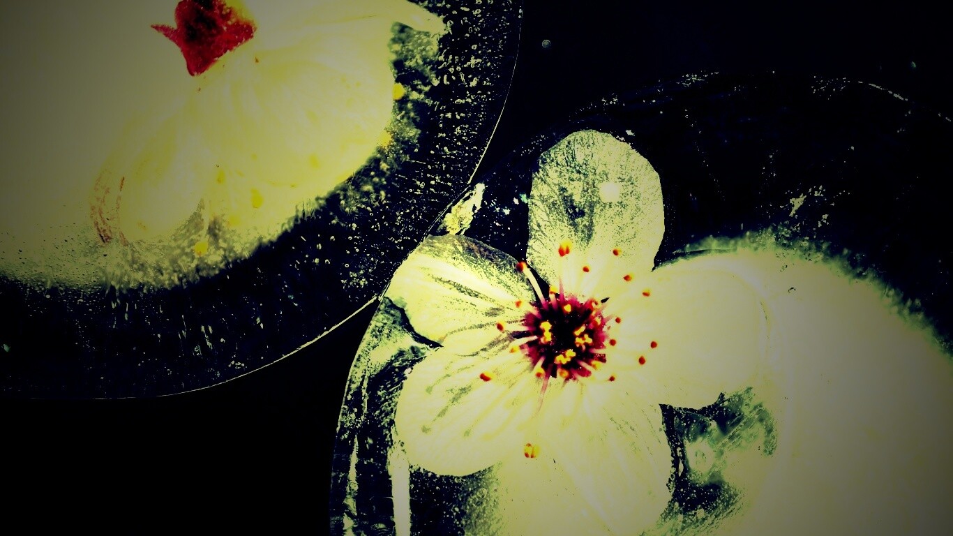 Цветы вишни во льду обои