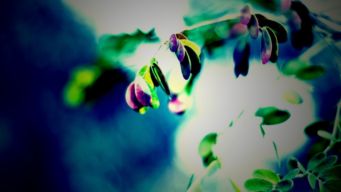 Фиолетовые листья обои