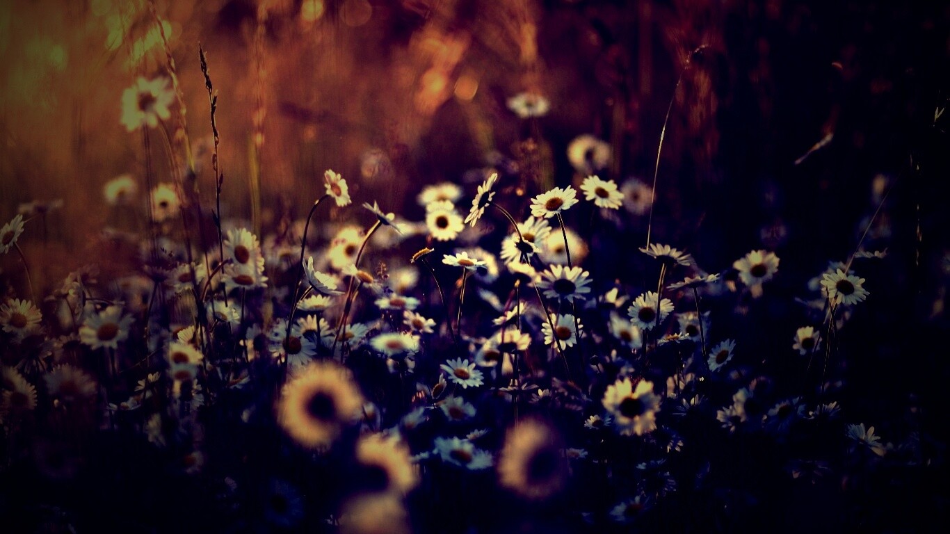 Поле ромашек обои