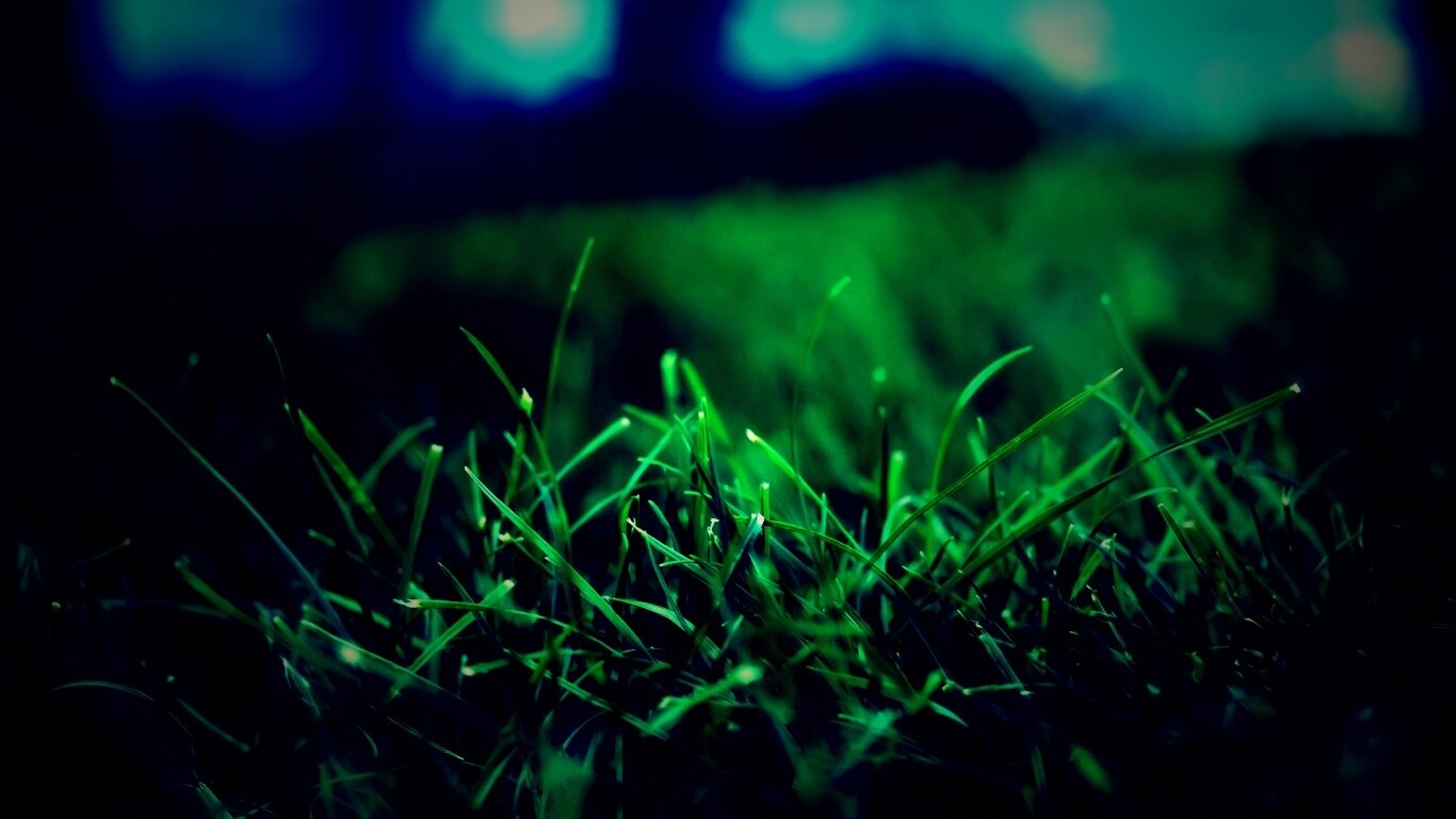 Сочная трава обои