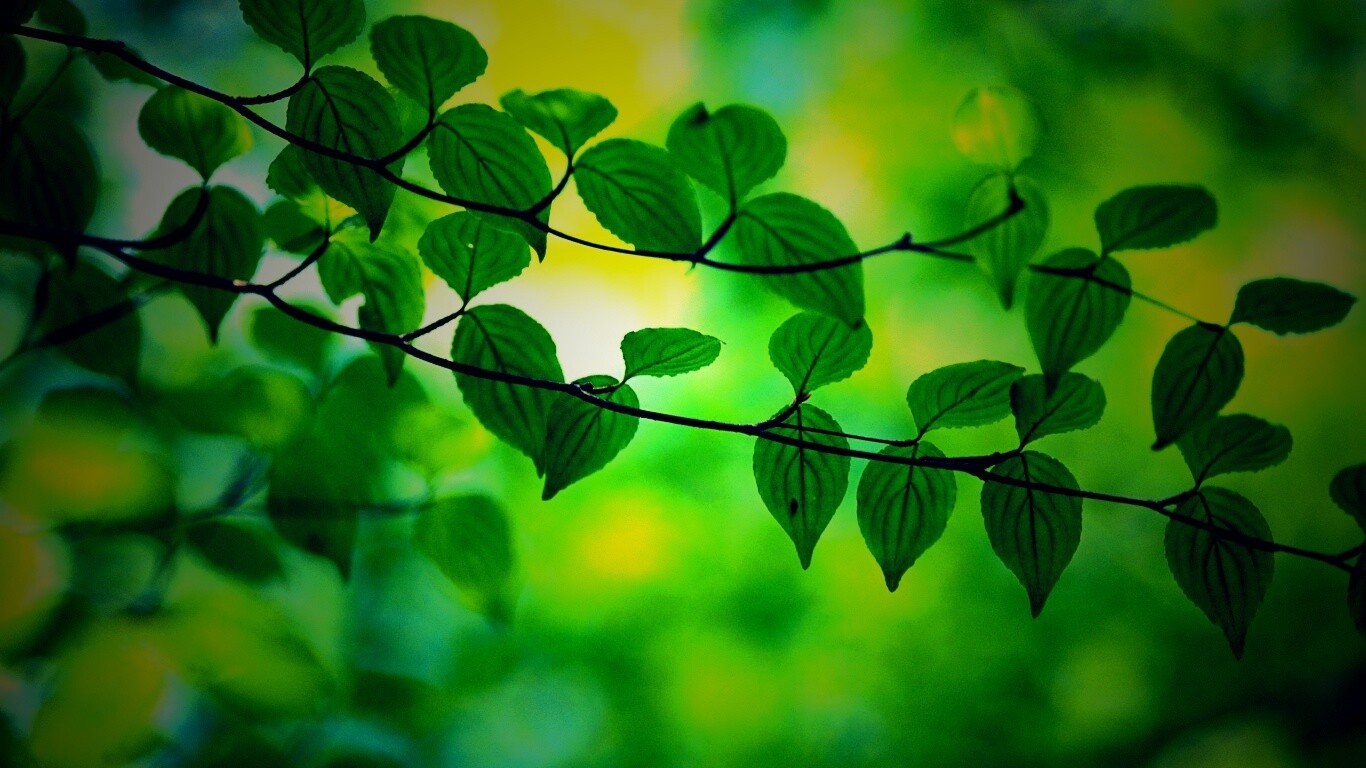 Ветка яркой зелени обои