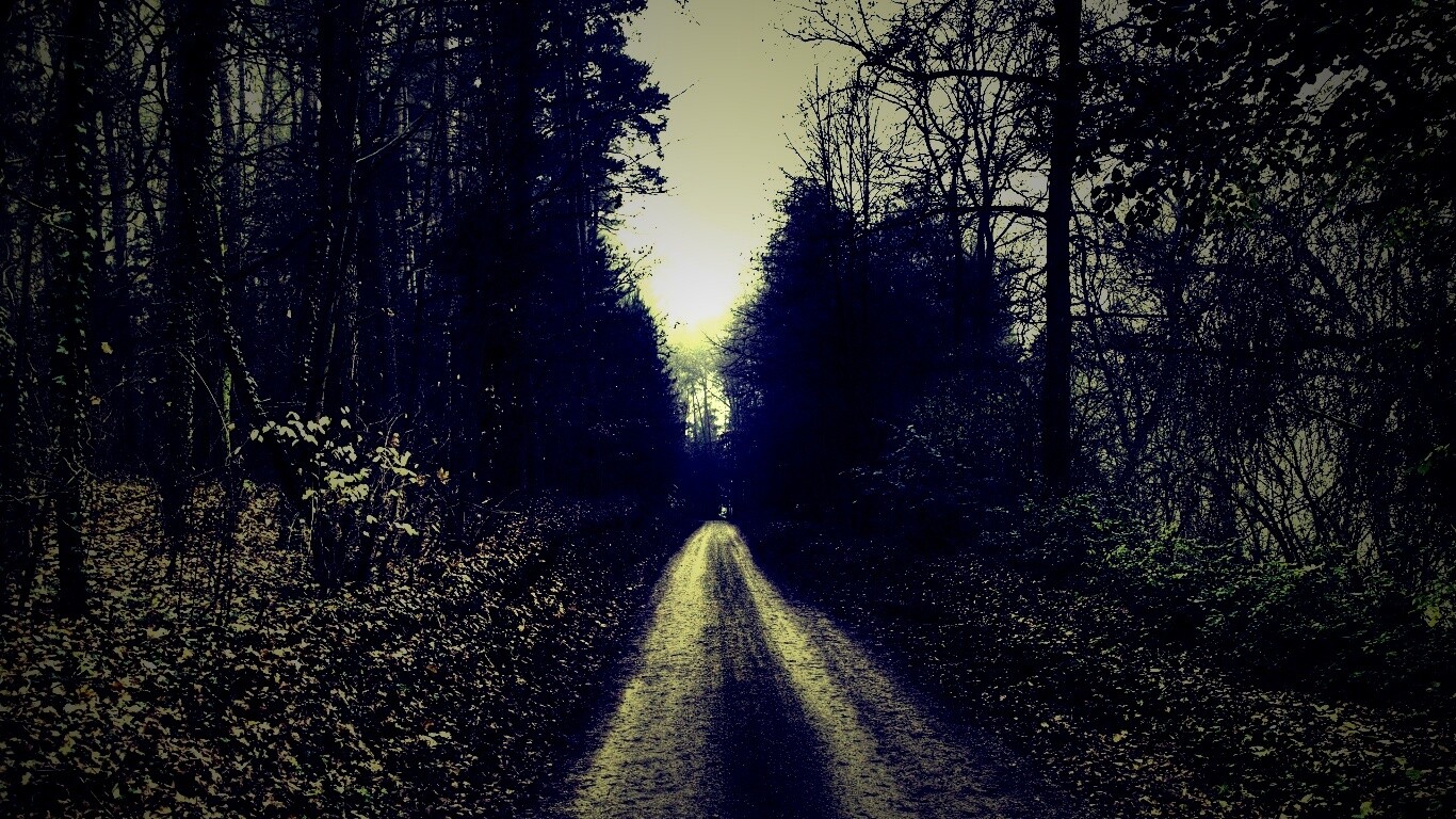 Лесная дорога обои