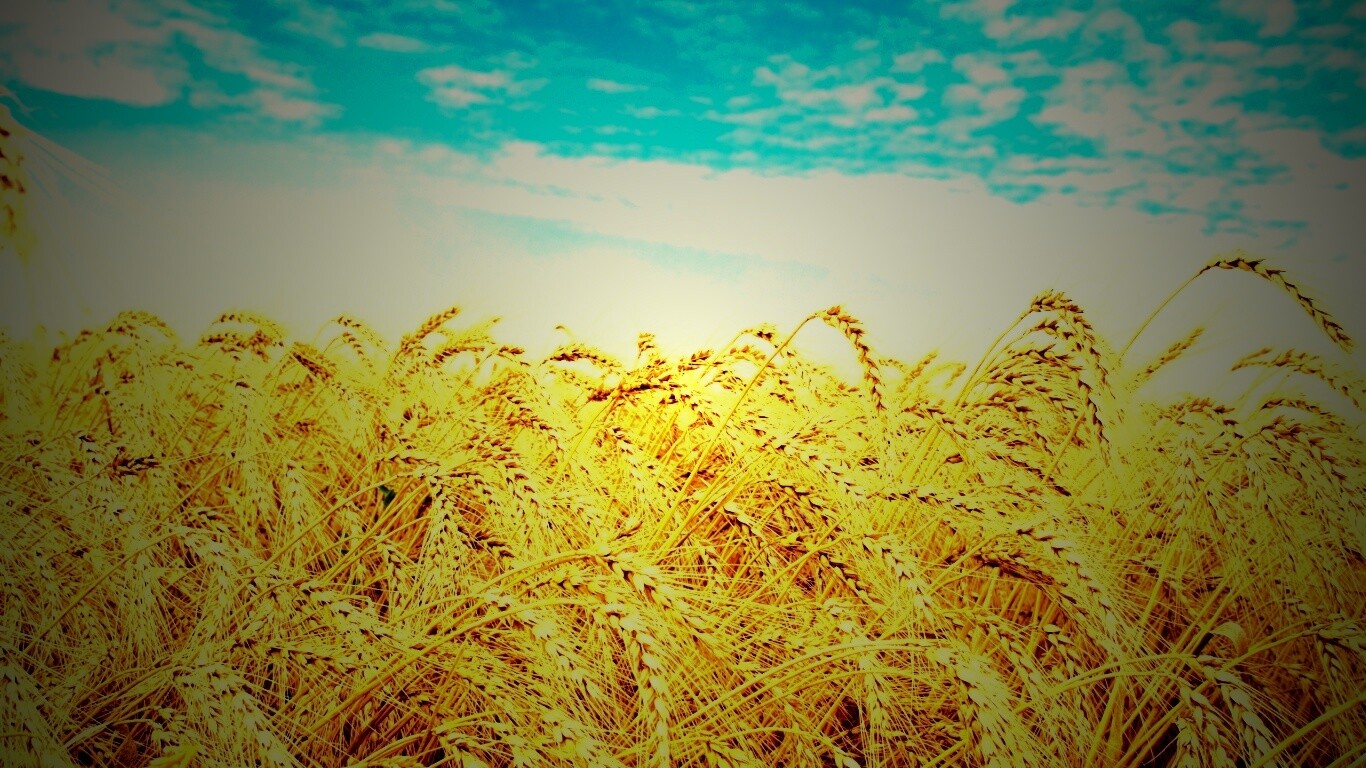 Колосья в поле обои