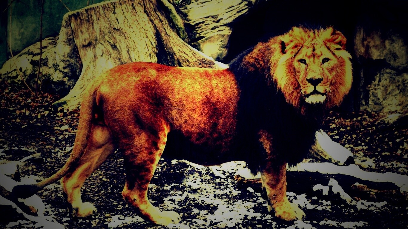 Красивый лев в лесу обои
