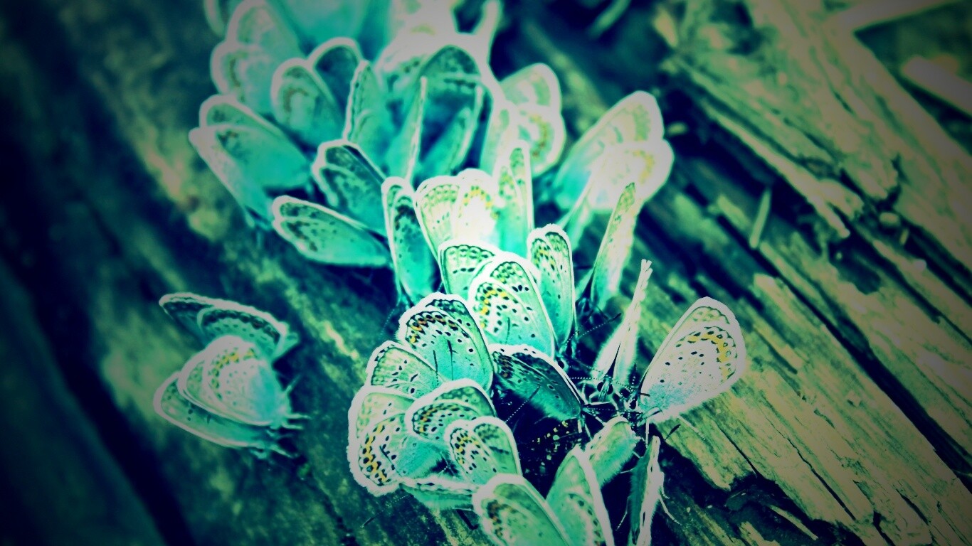 Голубые бабочки обои