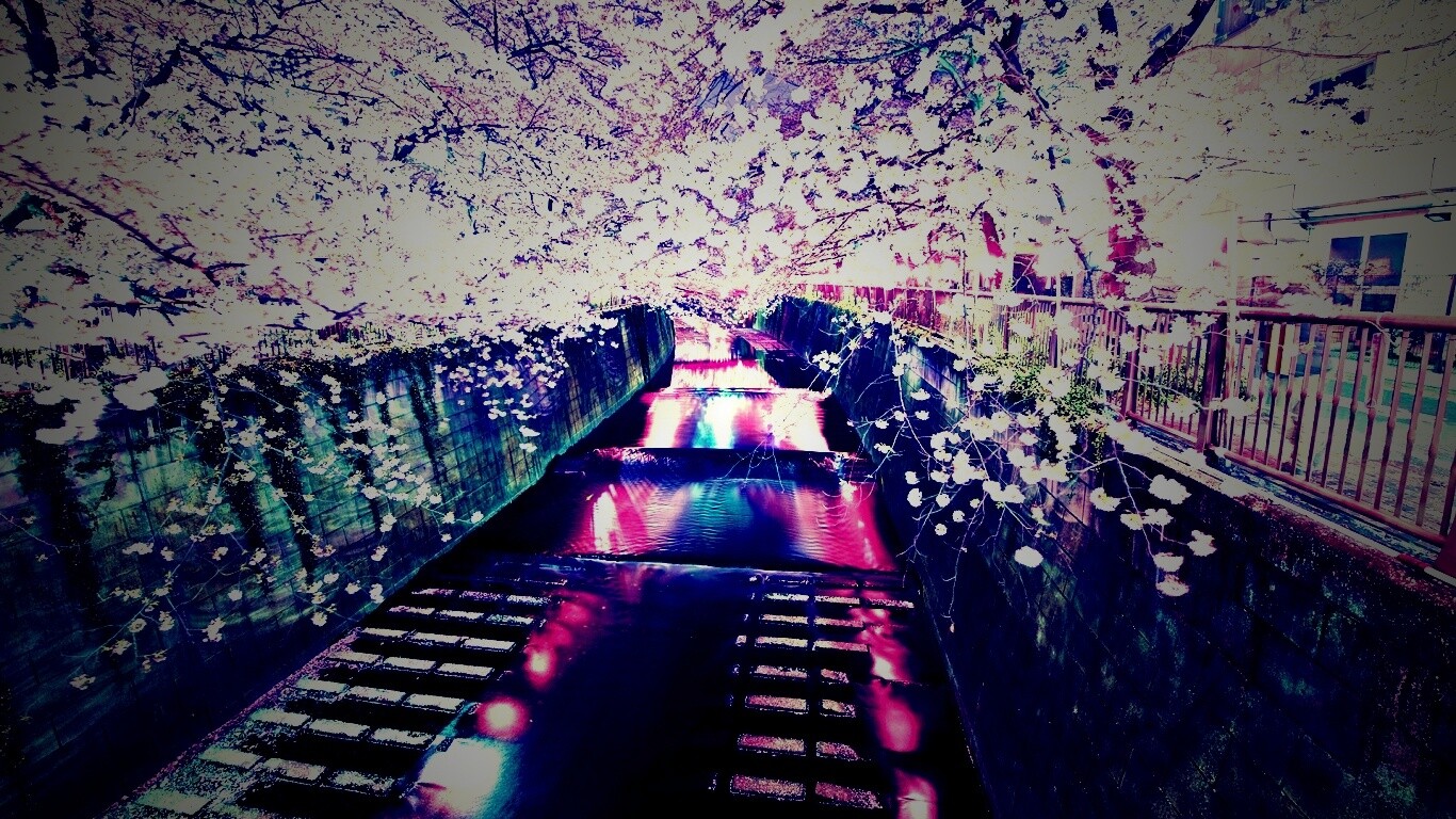 Река и цветение сакуры обои