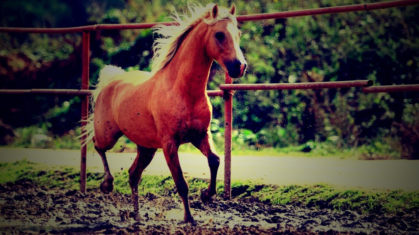 Молодая лошадь в загоне обои