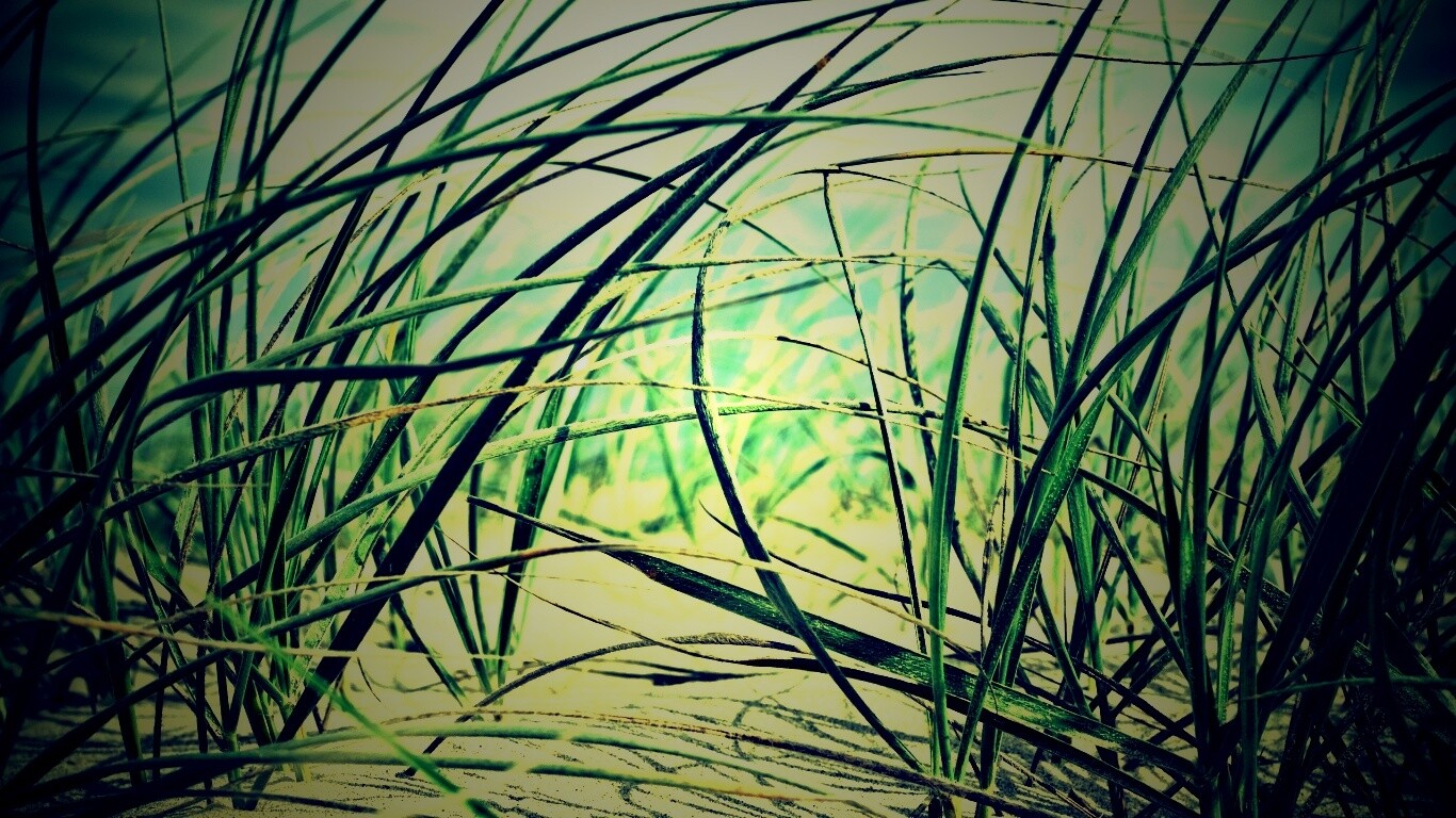 Трава на песке обои