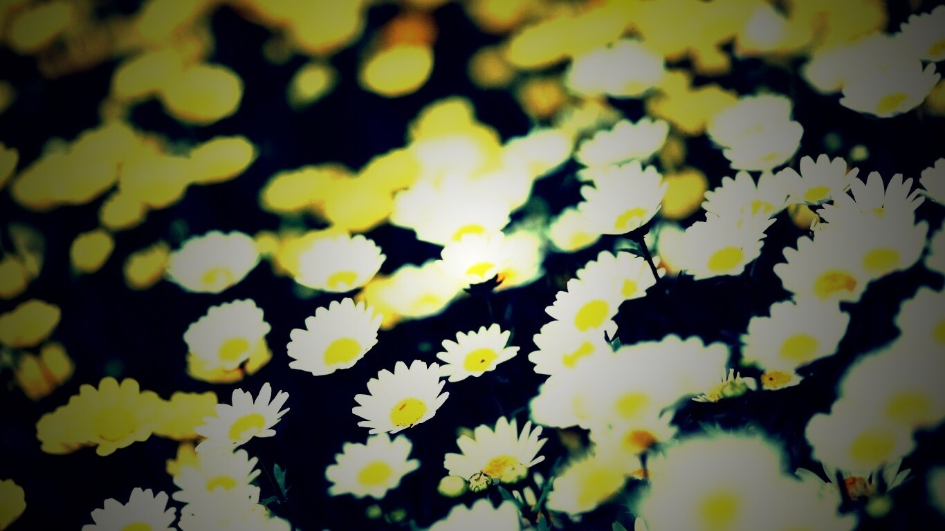 Ромашковое поле обои