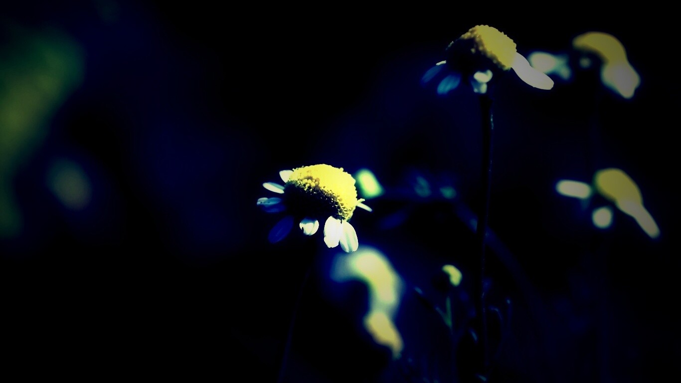 Стремный лепестун обои