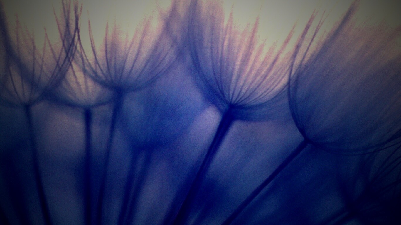 Рисунок одуванчика обои