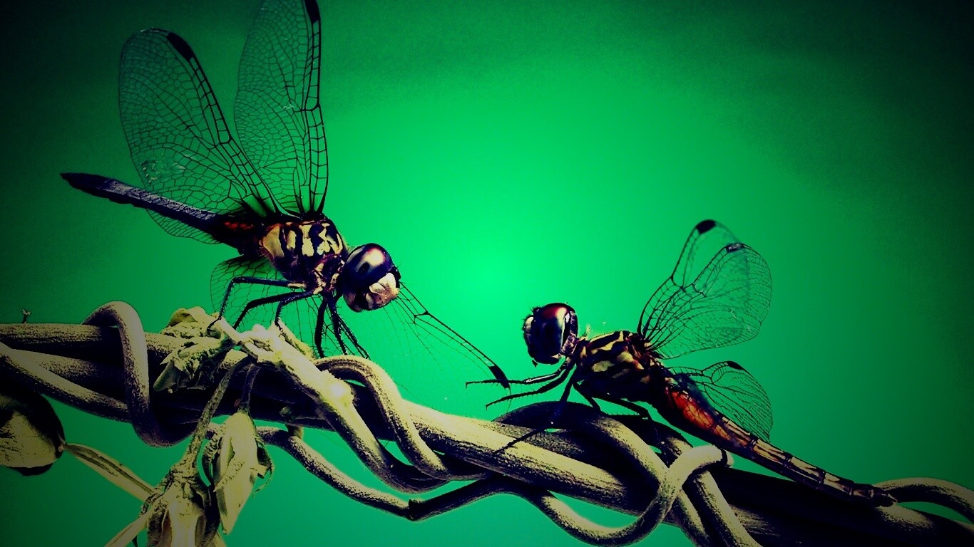 Две стрекозы обои
