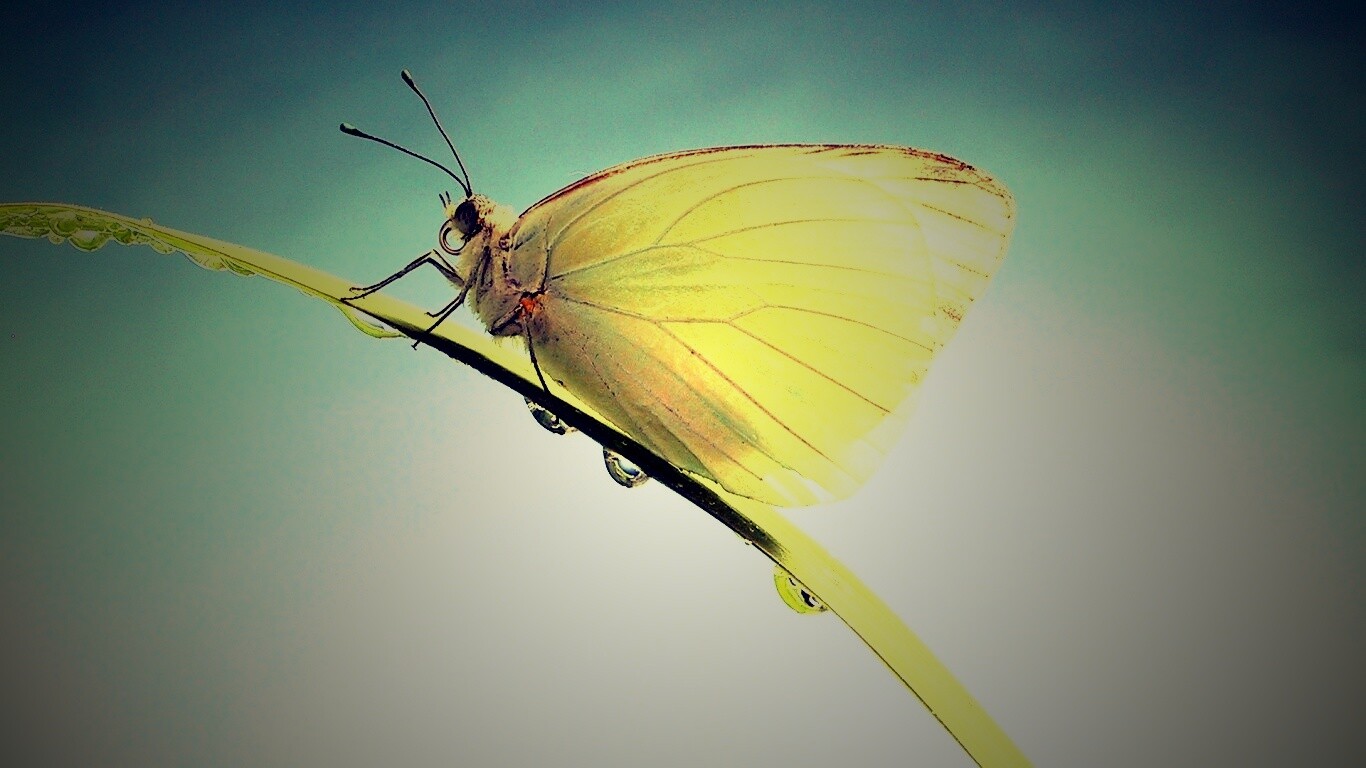 Жёлтая бабочка на стебельке обои