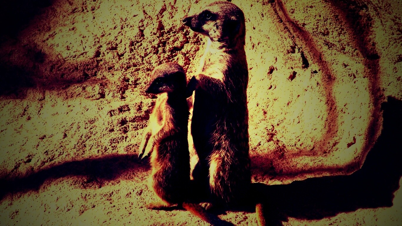 Сурикаты на страже отчизны обои