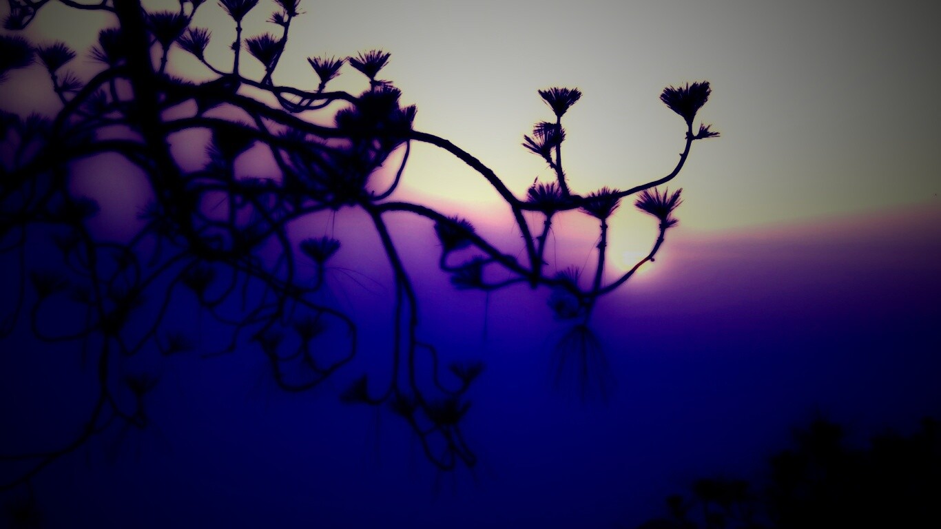 Ленкоранская акация на фоне синего заката обои