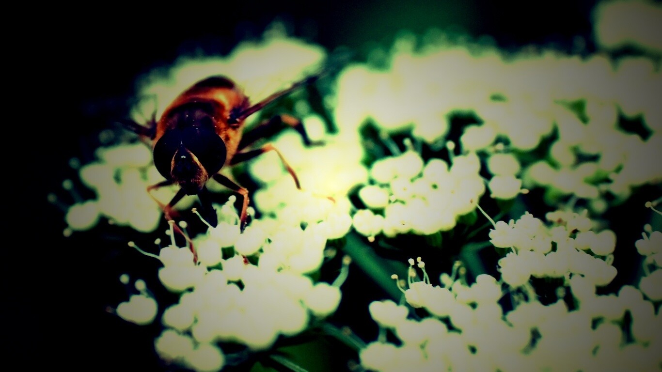 Пчела на нежный белых цветах обои