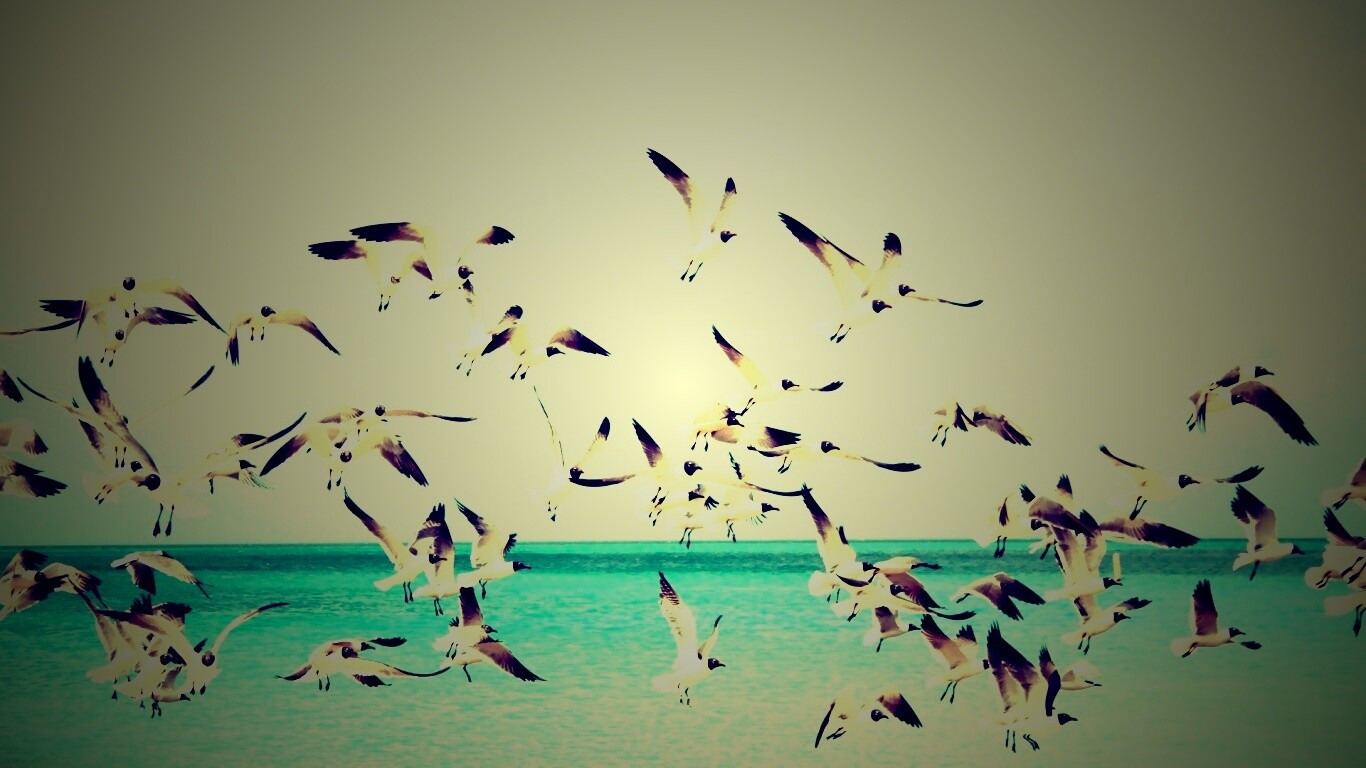 Стая взлетающих чаек обои