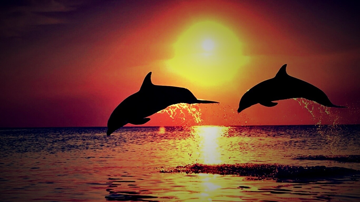 Дельфины выпрыгивают из воды обои