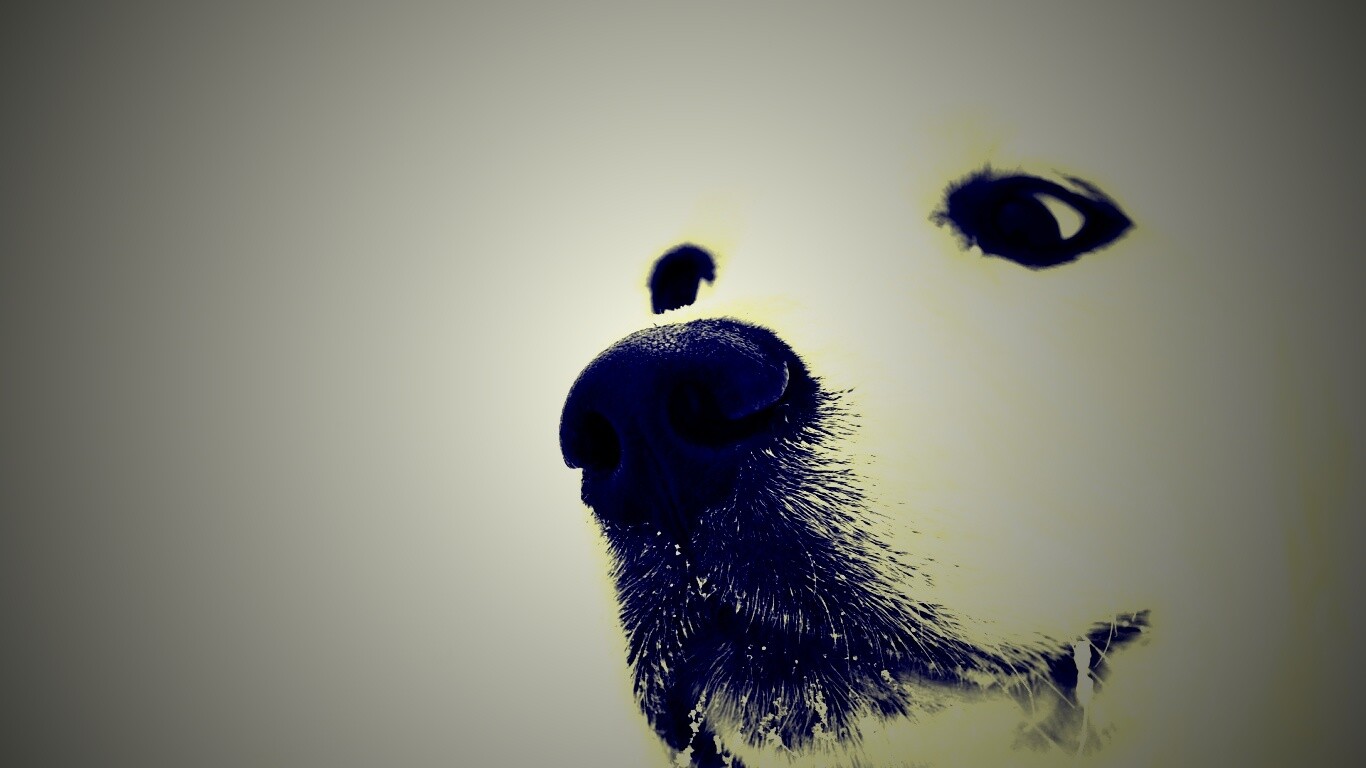 Белый пёсик обои