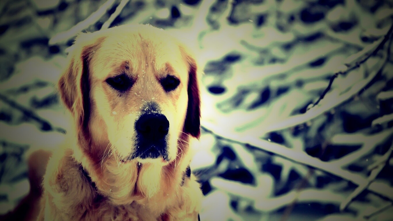 Собака зимой обои