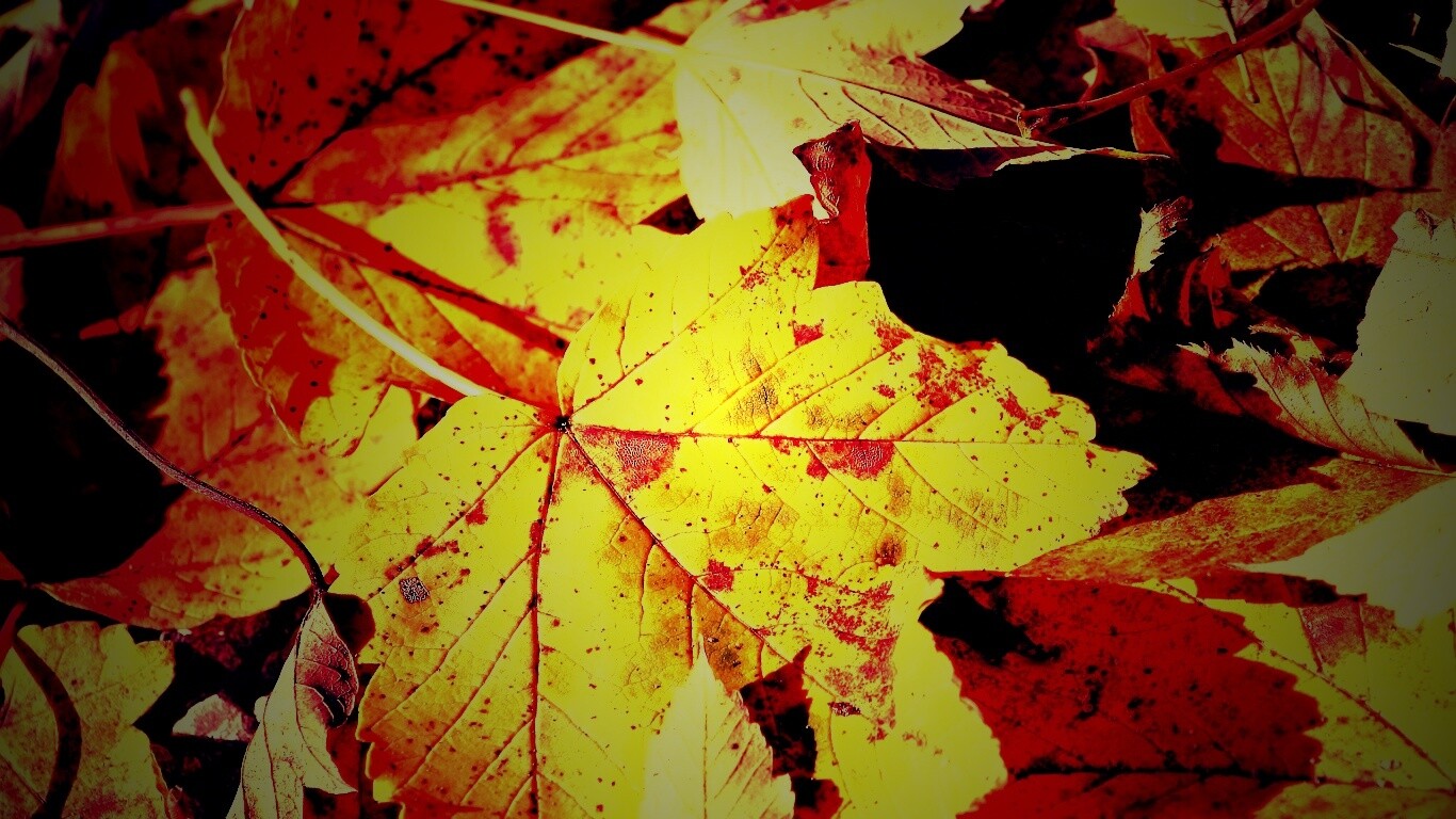 Осенние листья обои