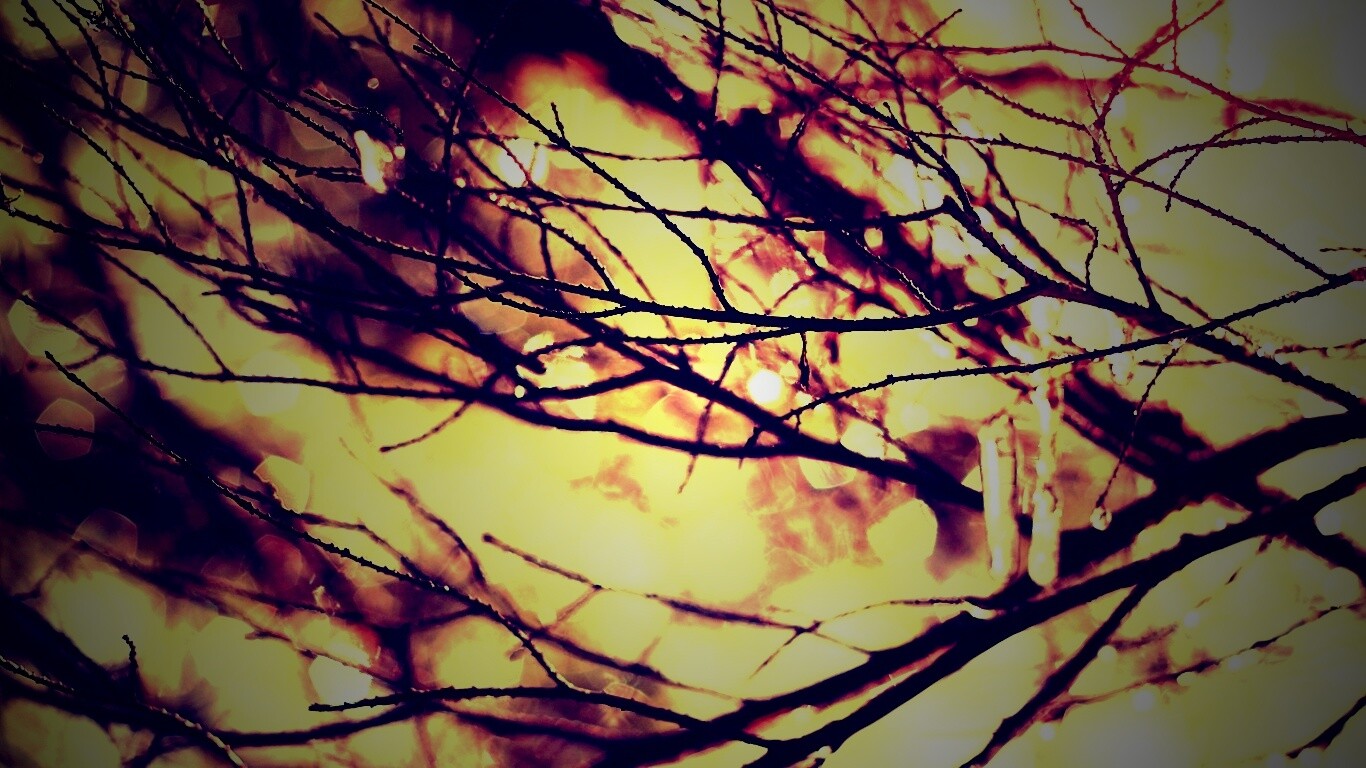 Мокрые ветви дерева обои