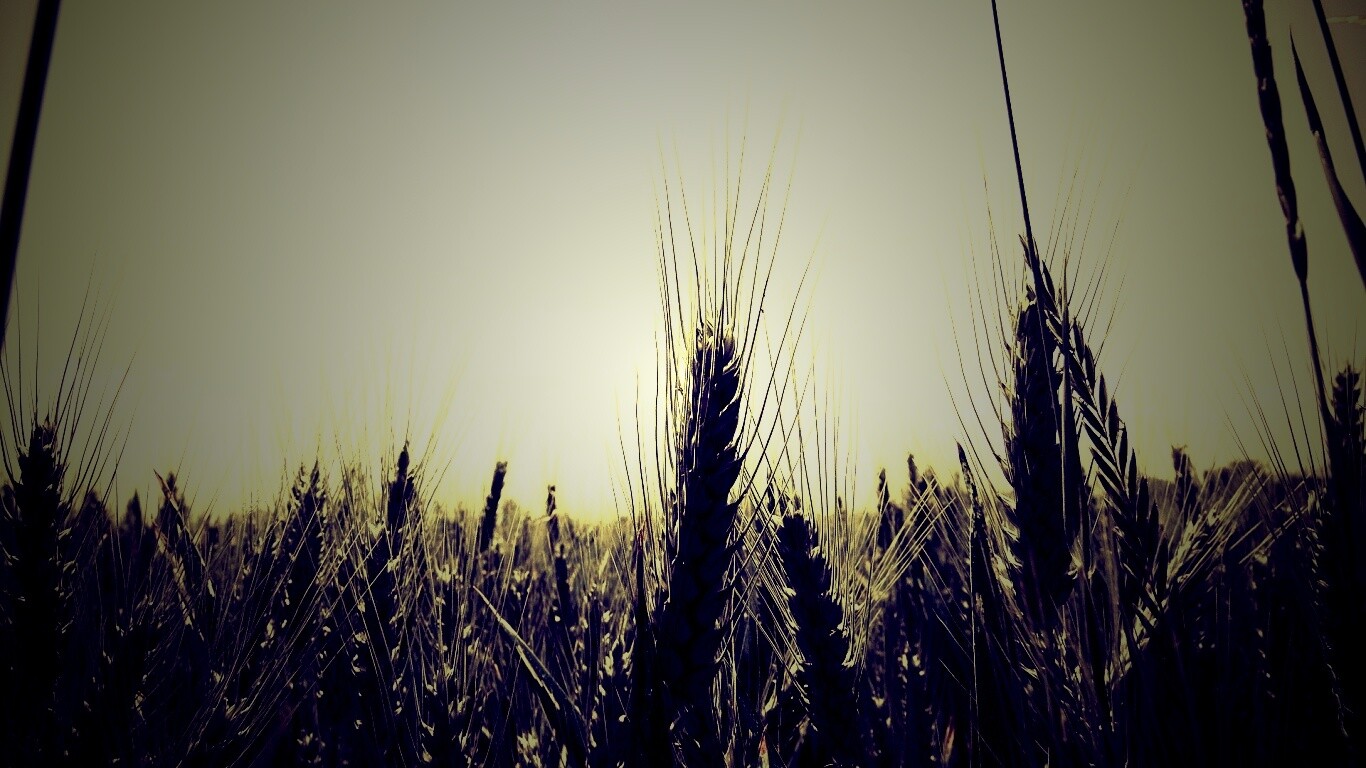 Колосья в поле обои