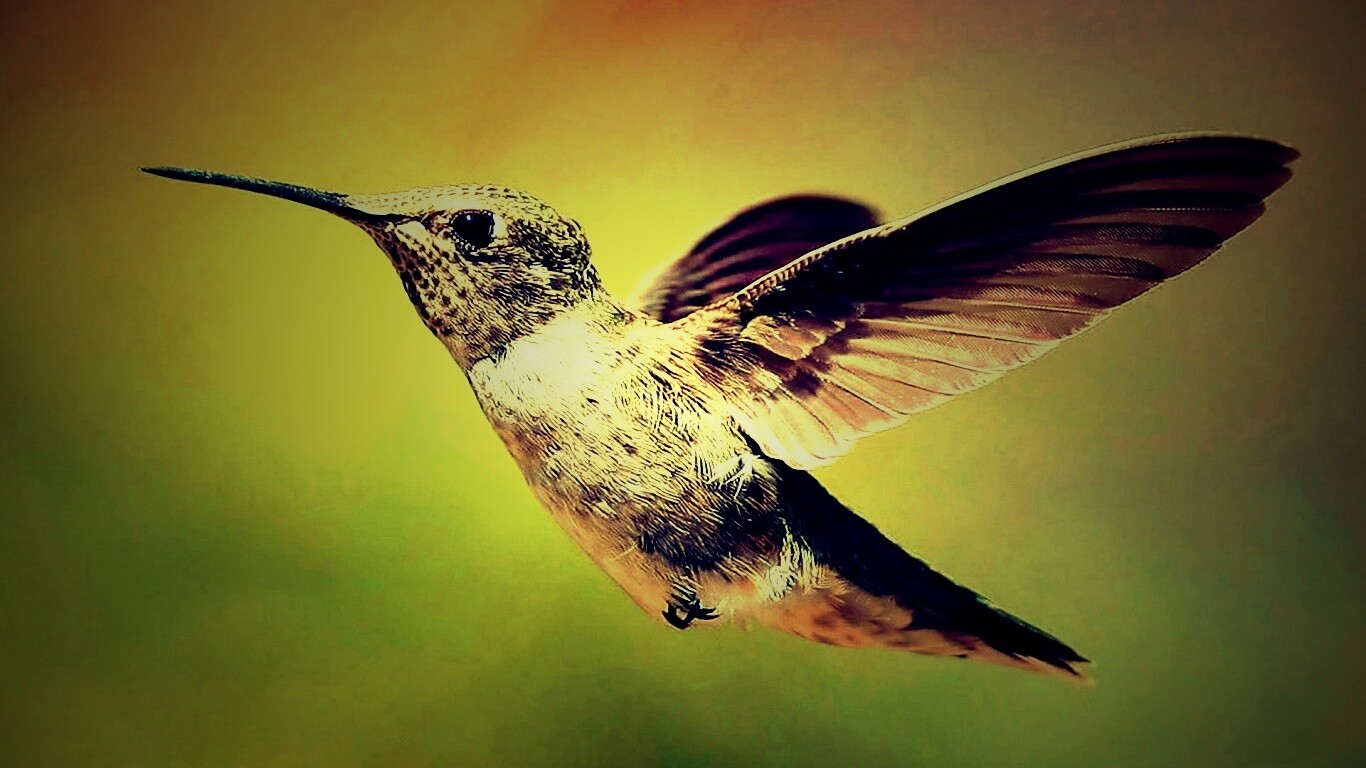 Колибри в полёте обои